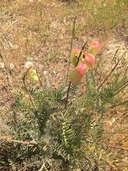 Astragalus curtipes