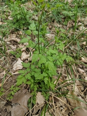 Clematis brevicaudata