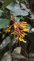 Palicourea padifolia