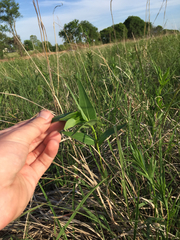 Asclepias meadii