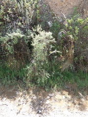 Adesmia miraflorensis