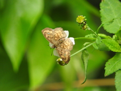 Polyctor enops