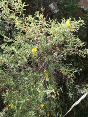 Adesmia miraflorensis