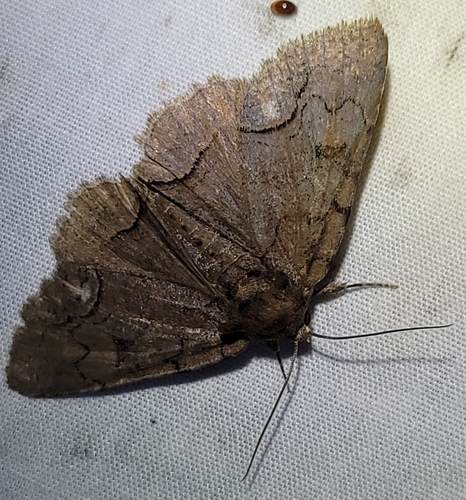 Buchholz' Zale Moth photo 3
