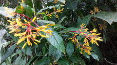 Palicourea padifolia