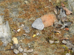 Celastrina echo gozora