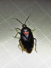 Deraeocoris sayi