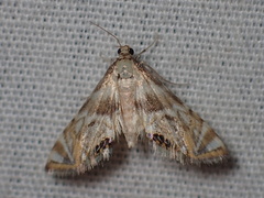 Eoparargyractis irroratalis