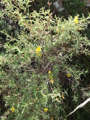 Adesmia miraflorensis