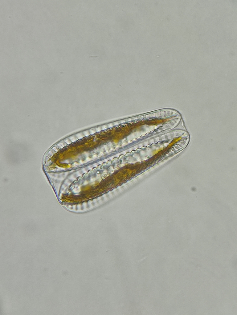 Surirellaceae from Barcelona, España on July 20, 2022 at 0800 PM by