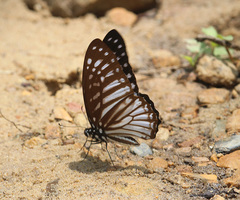 Graphium ramaceus pendleburyi
