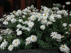 Argyranthemum frutescens frutescens