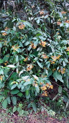 Palicourea padifolia