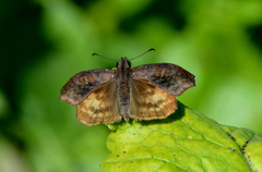 Theagenes dichrous