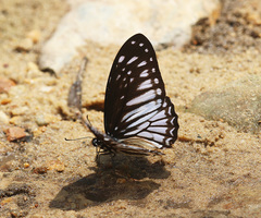Graphium ramaceus pendleburyi