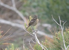 Saxicola rubicola