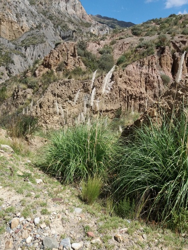 Cortaderia speciosa