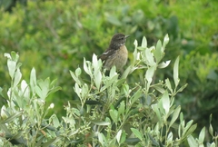 Saxicola rubicola
