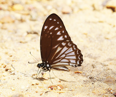 Graphium ramaceus pendleburyi