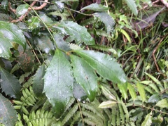 Ardisia cornudentata
