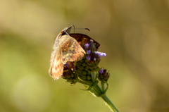 Theagenes dichrous