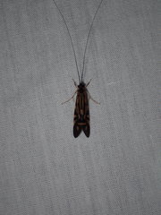 Macrostemum carolina