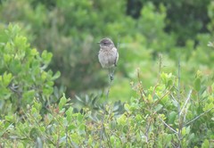 Saxicola rubicola