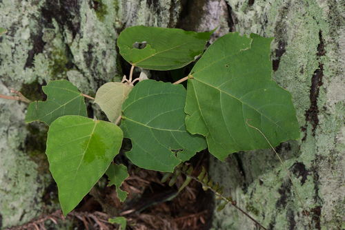 Kamuning (Mallotus paniculatus)