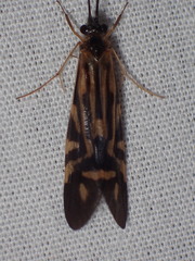 Macrostemum carolina