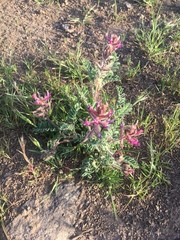 Astragalus malacus