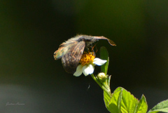 Theagenes dichrous