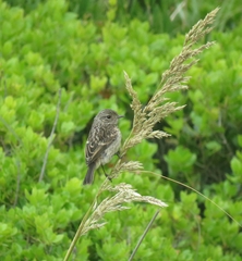 Saxicola rubicola