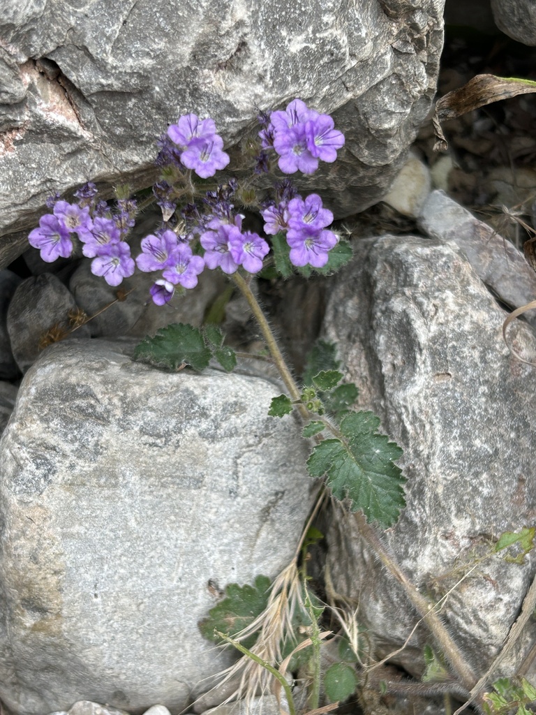 rock phacelia