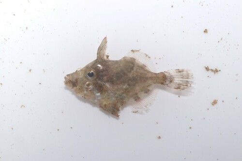 Centre board leatherjacket (Monacanthus chinensis) — Monacanthidae — 3