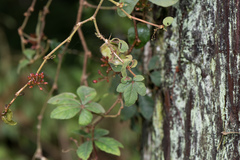 Tetrastigma obtectum glabrum