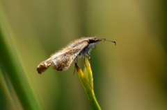 Theagenes dichrous