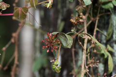 Tetrastigma obtectum glabrum