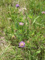 Astragalus laxmannii robustior