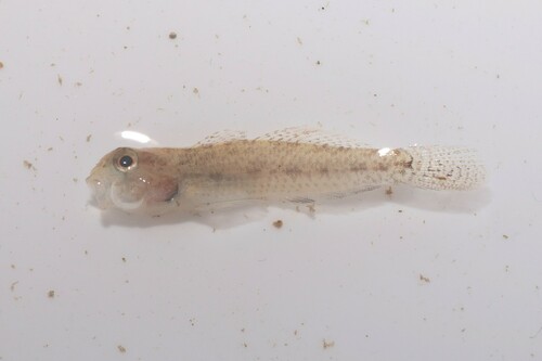 Barecheek goby (Gnatholepis gymnocara) — Gobiidae