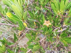 Kageneckia lanceolata