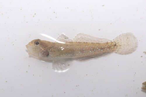 Barecheek goby (Gnatholepis gymnocara) — Gobiidae — 5