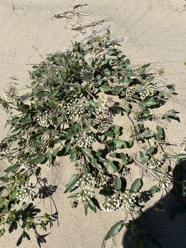 Image of Abronia mellifera by no rights reserved