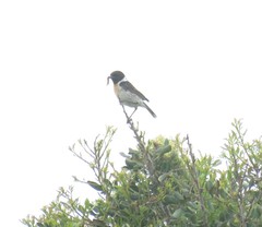Saxicola rubicola