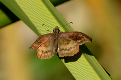 Theagenes dichrous
