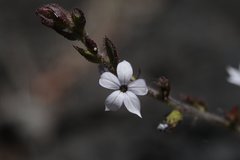 Plumbago pulchella
