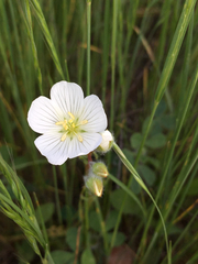 Limnanthes