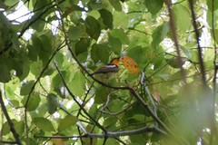 Ficedula