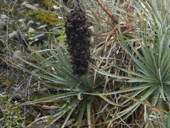 Puya herzogii
