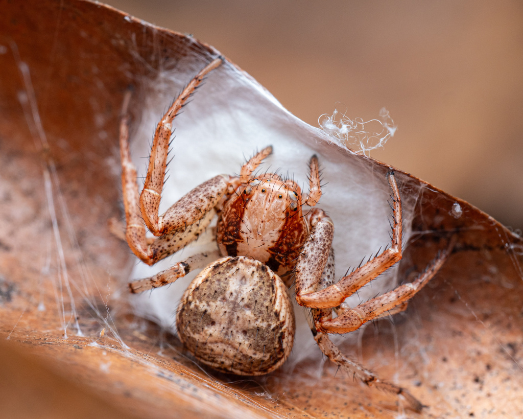 Xysticus lanio