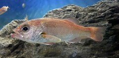 Blackthroat Seaperch photo 1
